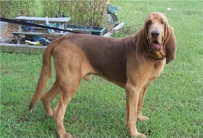 盘点10种精品犬类，中华田园犬能完败一切