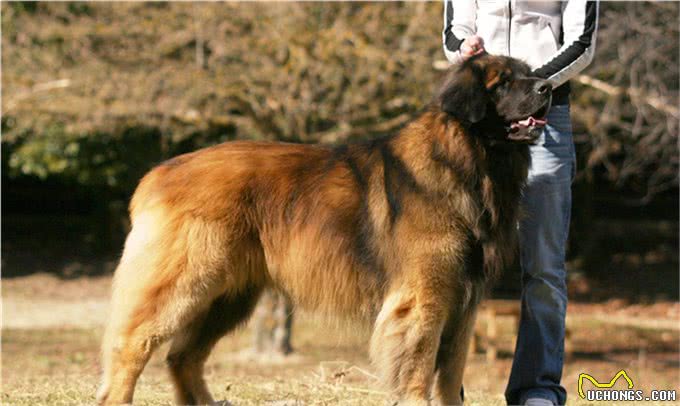 盘点10种精品犬类，中华田园犬能完败一切