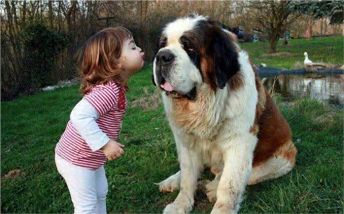 盘点10种精品犬类，中华田园犬能完败一切