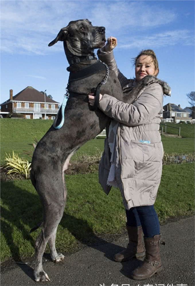 盘点10种精品犬类，中华田园犬能完败一切