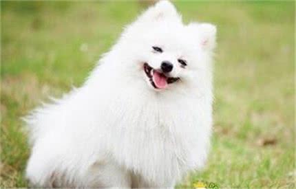 博美应如何训练?在训练时应注意哪些事项?