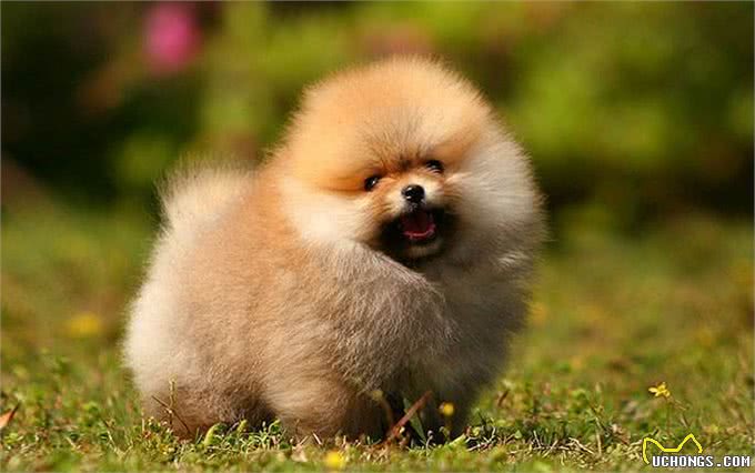 博美应如何训练?在训练时应注意哪些事项?