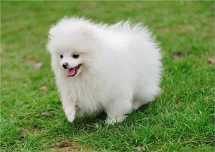 博美应如何训练?在训练时应注意哪些事项?