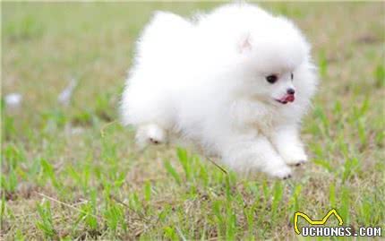 博美应如何训练?在训练时应注意哪些事项?