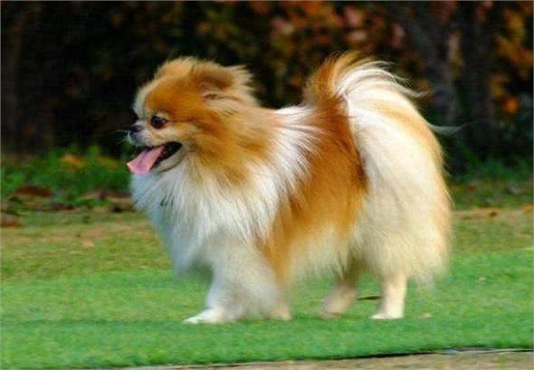 博美应如何训练?在训练时应注意哪些事项?