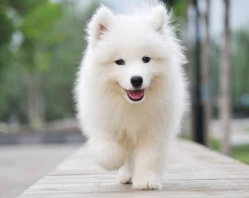 脖子扭扭，屁股扭扭，今日萨摩耶和大家见面啦