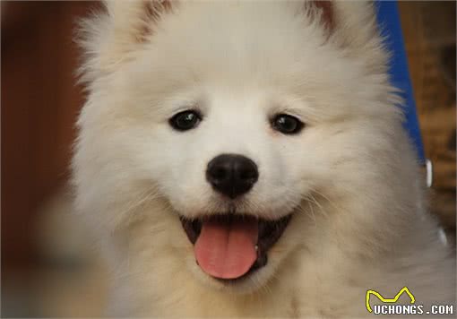 脖子扭扭，屁股扭扭，今日萨摩耶和大家见面啦