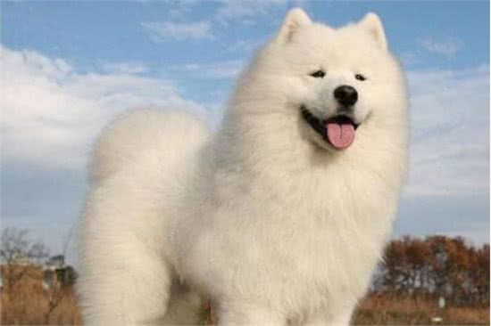 脖子扭扭，屁股扭扭，今日萨摩耶和大家见面啦