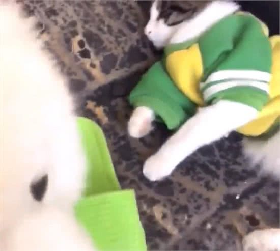 脖子扭扭，屁股扭扭，今日萨摩耶和大家见面啦