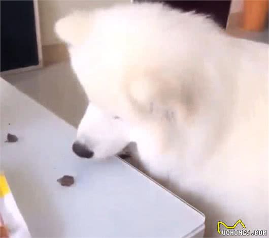 脖子扭扭，屁股扭扭，今日萨摩耶和大家见面啦