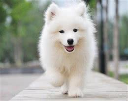 脖子扭扭，屁股扭扭，今日萨摩耶和大家见面啦