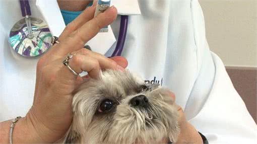 不能出门没法带狗狗剪毛，主人要注意狗狗眼睛，以免变红发炎