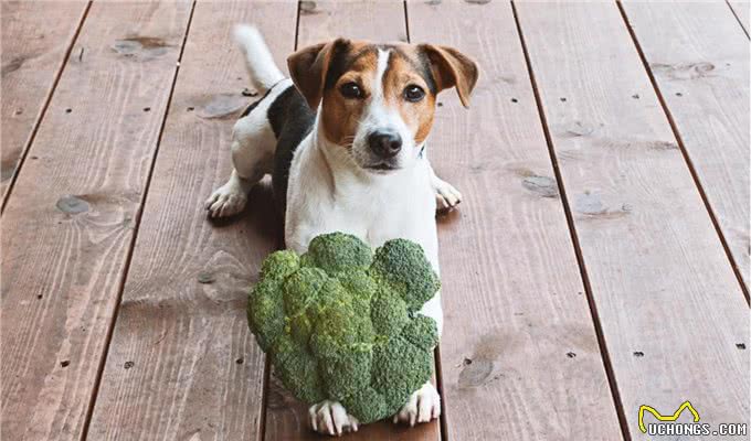 不能出门没法带狗狗剪毛，主人要注意狗狗眼睛，以免变红发炎