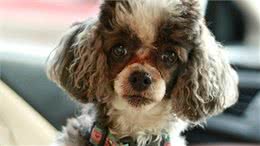 不能出门没法带狗狗剪毛，主人要注意狗狗眼睛，以免变红发炎