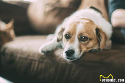 不用老去医院，看4个地方，判断狗狗健不健康?