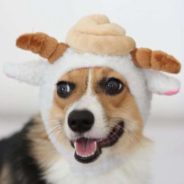 不用老去医院，看4个地方，判断狗狗健不健康?