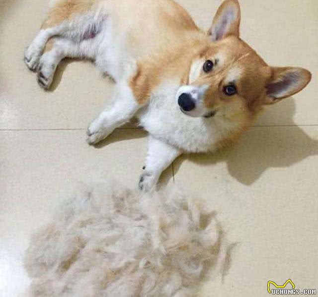 不用老去医院，看4个地方，判断狗狗健不健康?