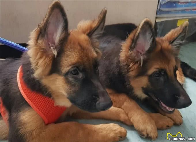 德牧残疾后，总躲着主人自残，兽医:它的想法让人心痛