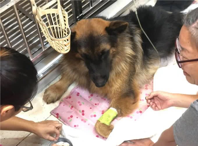 德牧残疾后，总躲着主人自残，兽医:它的想法让人心痛