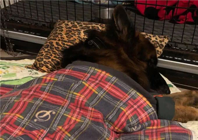 德牧残疾后，总躲着主人自残，兽医:它的想法让人心痛