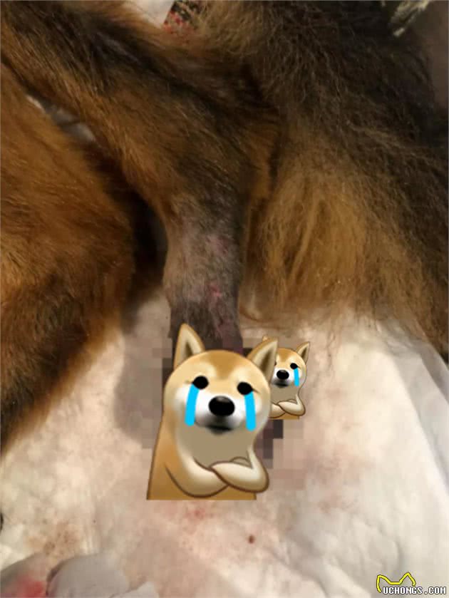 德牧残疾后，总躲着主人自残，兽医:它的想法让人心痛