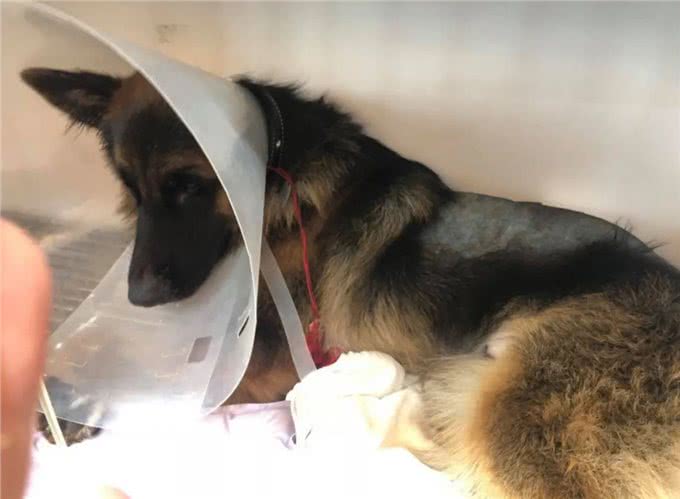 德牧残疾后，总躲着主人自残，兽医:它的想法让人心痛