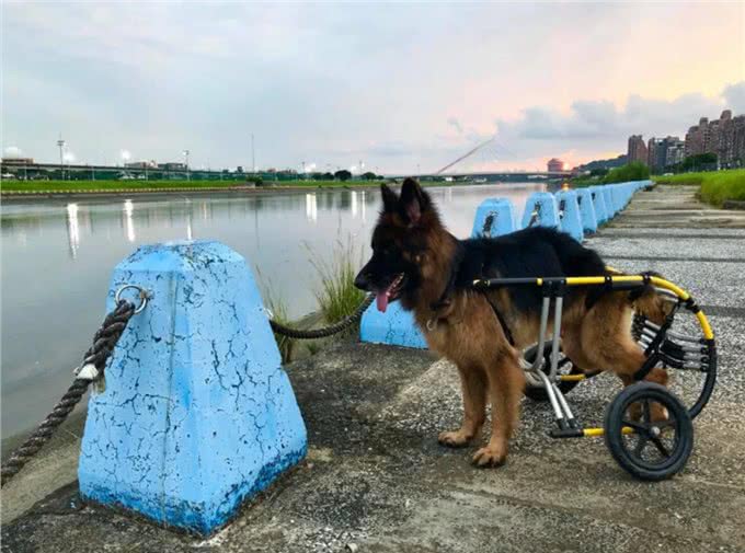 德牧残疾后，总躲着主人自残，兽医:它的想法让人心痛