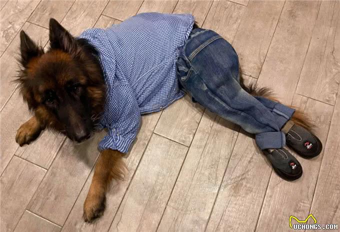 德牧残疾后，总躲着主人自残，兽医:它的想法让人心痛