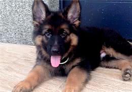 德牧残疾后，总躲着主人自残，兽医:它的想法让人心痛