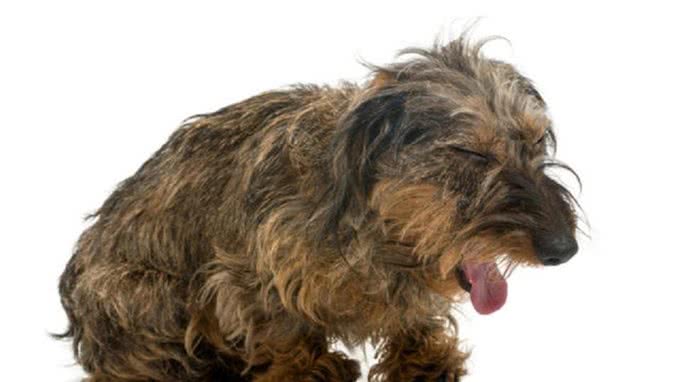 狗狗咳嗽怎么办，他有可能得了这个病