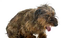 狗狗咳嗽怎么办，他有可能得了这个病