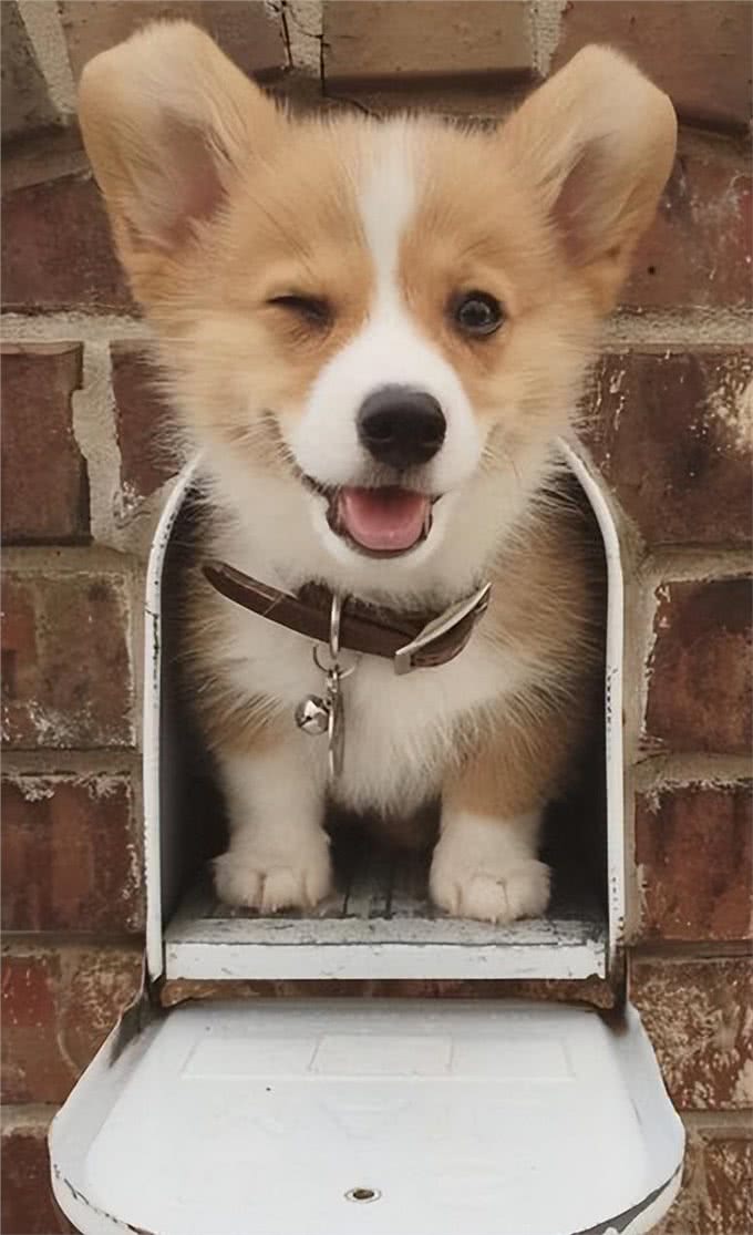 狗狗别乱喂,这8种食物,别给它吃