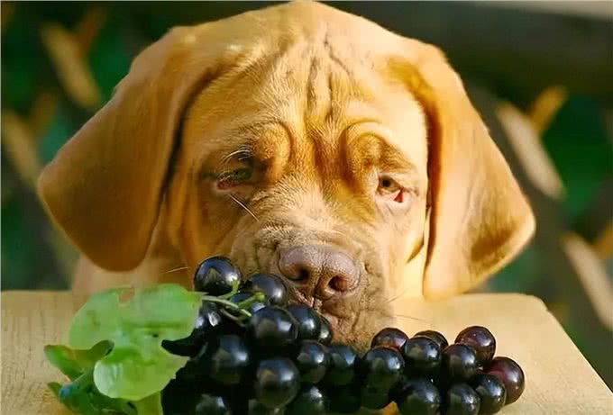 狗狗别乱喂,这8种食物,别给它吃