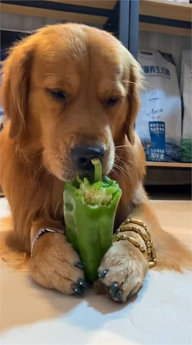 狗狗别乱喂,这8种食物,别给它吃