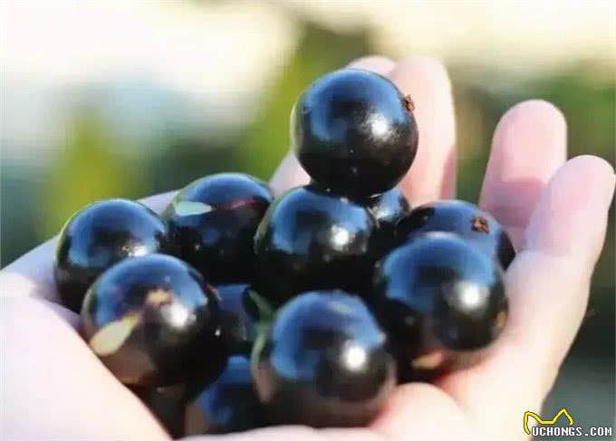 狗狗别乱喂,这8种食物,别给它吃