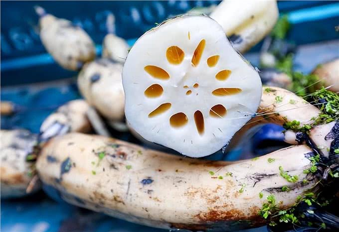 狗狗别乱喂,这8种食物,别给它吃