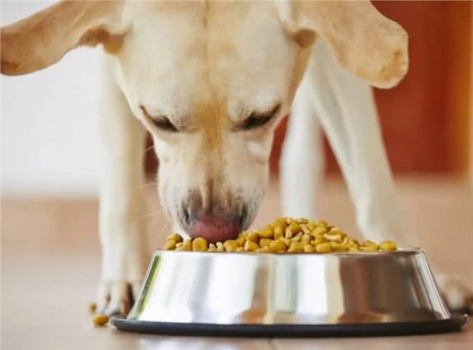 狗狗别乱喂,这8种食物,别给它吃