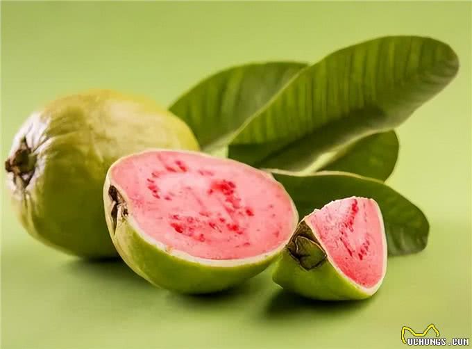 狗狗别乱喂,这8种食物,别给它吃