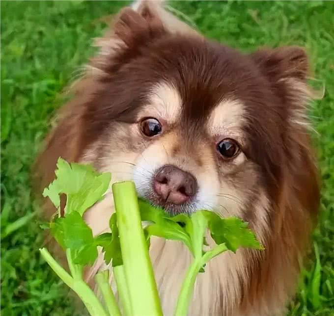 狗狗别乱喂,这8种食物,别给它吃