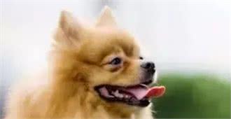 狗狗泪痕产生的原因及处理方法