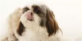 狗狗泪痕产生的原因及处理方法