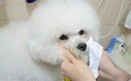 狗狗泪痕产生的原因及处理方法
