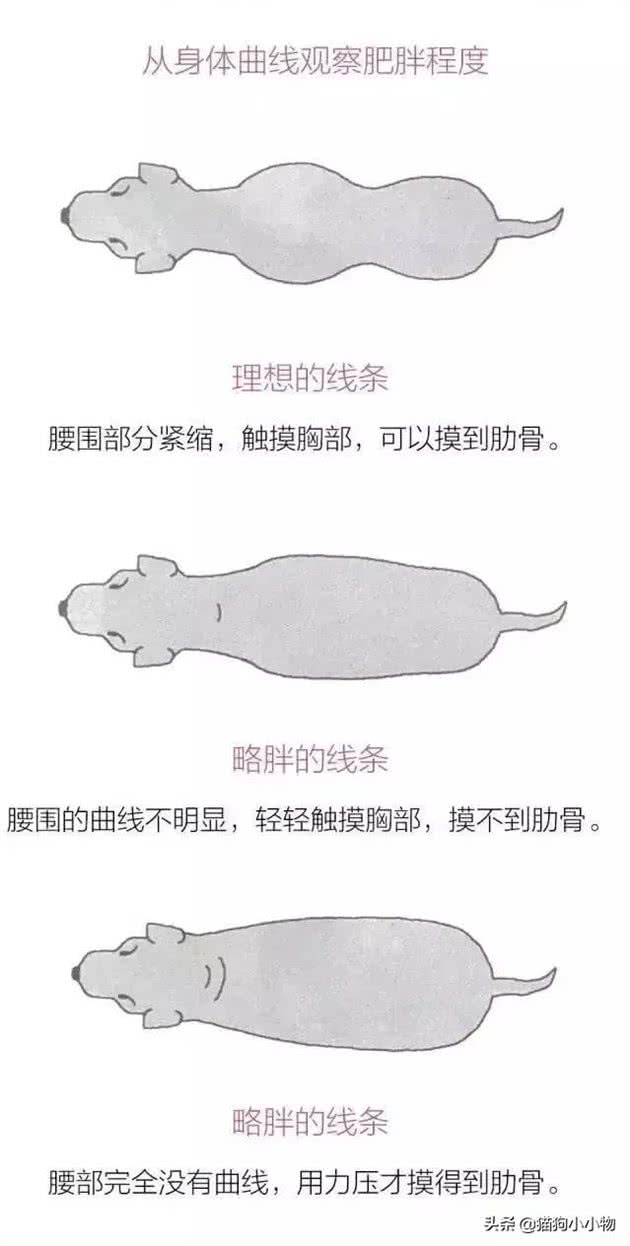 胖狗狗居然更受欢迎?奉劝主人改变这种想法