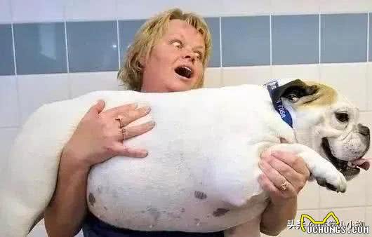 胖狗狗居然更受欢迎?奉劝主人改变这种想法