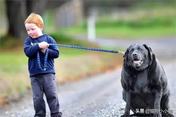 胖狗狗居然更受欢迎?奉劝主人改变这种想法
