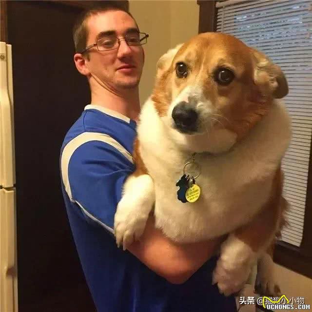 胖狗狗居然更受欢迎?奉劝主人改变这种想法