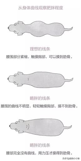 胖狗狗居然更受欢迎?奉劝主人改变这种想法