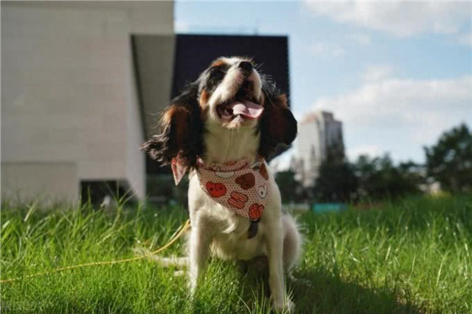 查理王小猎犬的优缺点