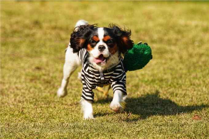 查理王小猎犬的优缺点