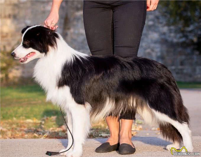 边牧作为最聪明的狗,为什么养的人却不多呢?